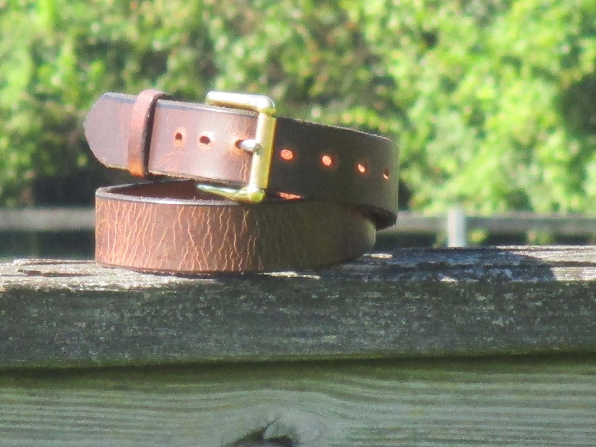 Water Buffalo Antique Dark Brown leather belt with Solid Brass buckle on a wooden surface with greenery in the background